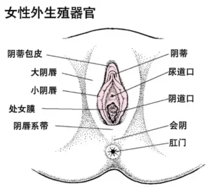 女性器官標准